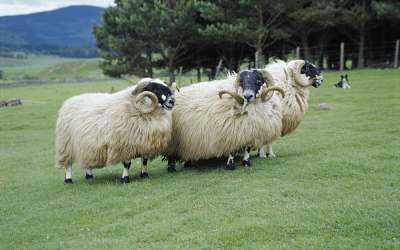 British Wool Board returns for second year