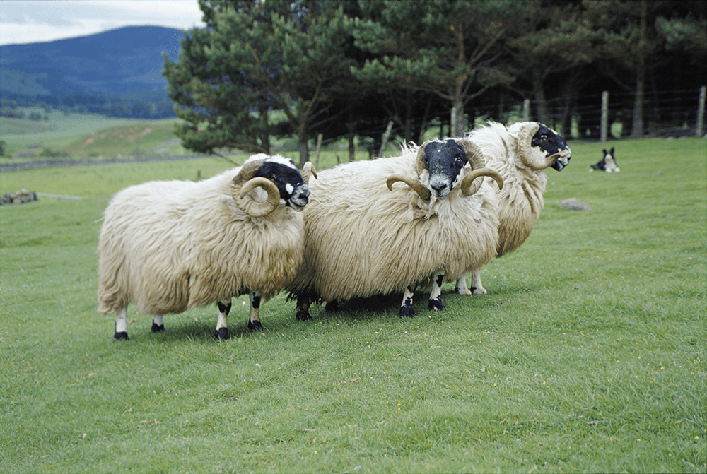 British Wool Board returns for second year