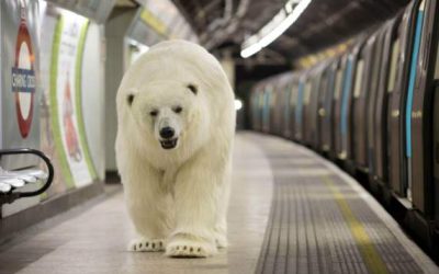 Polar bear on the tube? Is it a publicity stunt?