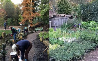 Local nursery helps refresh Japanese garden