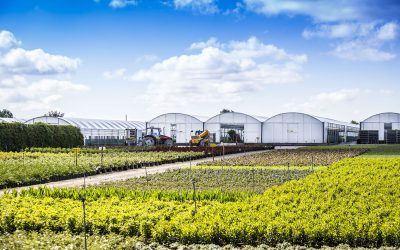 Nursery shortlisted for Horticulture Week award