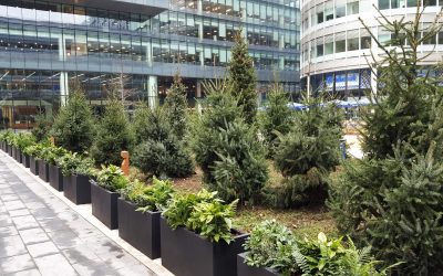 Horticultural company delivers Christmas trees