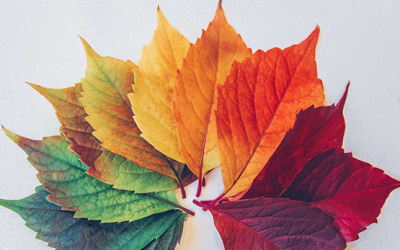 Let’s not let go of this animal magic