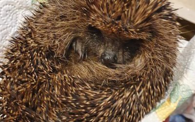 AF donation for hedgehog sanctuary