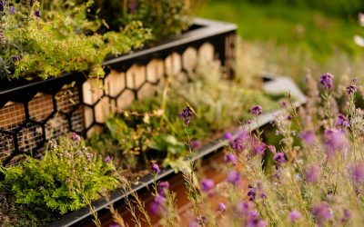 Innovative horticultural products set to help schools invest in biodiversity