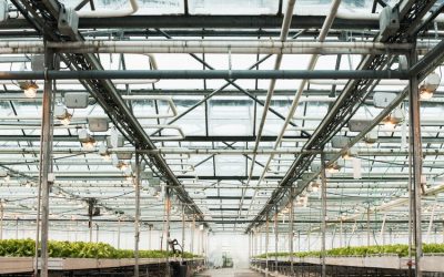 CROP17 ramps up UK cannabis venture offering as pharmaceutical experts Woodley BioReg join turnkey solution 