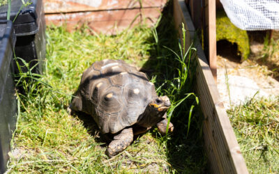 Celebrities Reveal Surprising Uses for Granny Annexes 